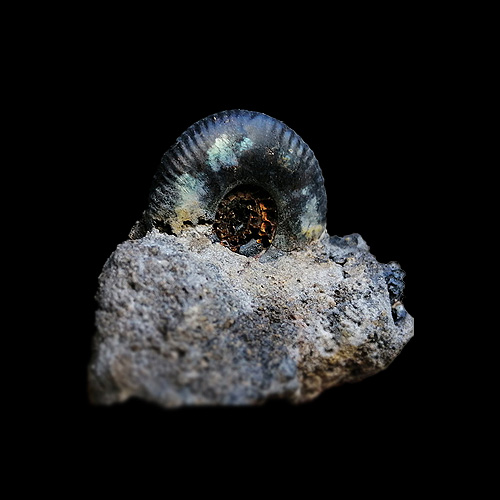 MYLIOBTIS SP. �����. ����, ������, ��. ���������