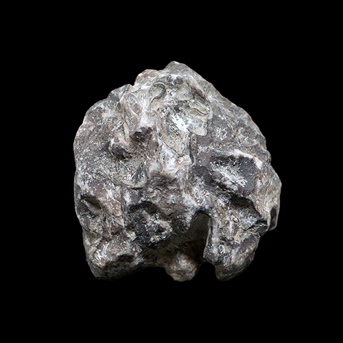 MYLIOBTIS SP. �����. ����, ������, ��. ���������