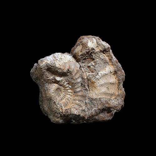 MYLIOBTIS SP. �����. ����, ������, ��. ���������