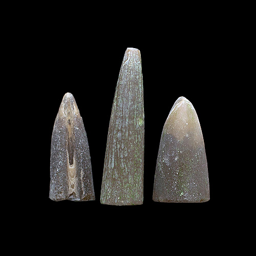 MYLIOBTIS SP. �����. ����, ������, ��. ���������