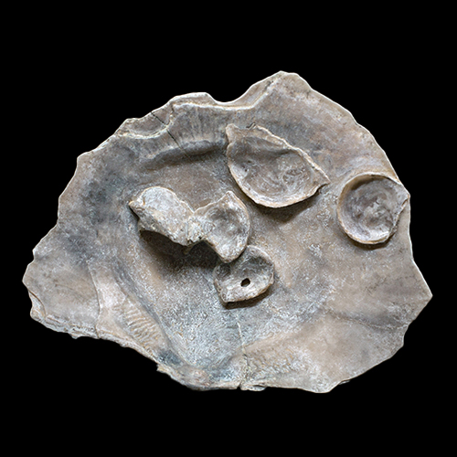 MYLIOBTIS SP. �����. ����, ������, ��. ���������