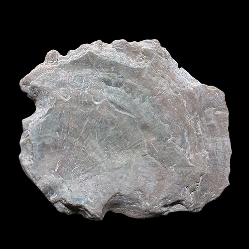 MYLIOBTIS SP. �����. ����, ������, ��. ���������