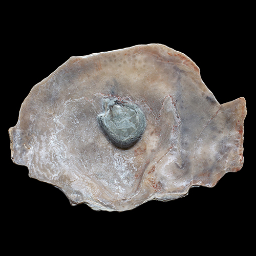 MYLIOBTIS SP. �����. ����, ������, ��. ���������