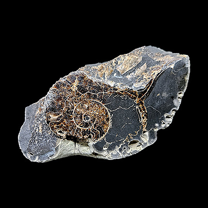MYLIOBTIS SP. �����. ����, ������, ��. ���������