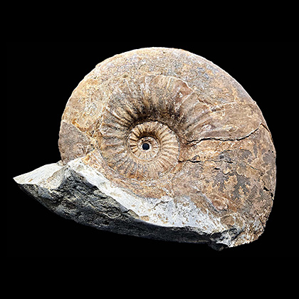 MYLIOBTIS SP. �����. ����, ������, ��. ���������