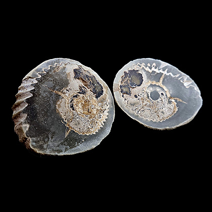 MYLIOBTIS SP. �����. ����, ������, ��. ���������