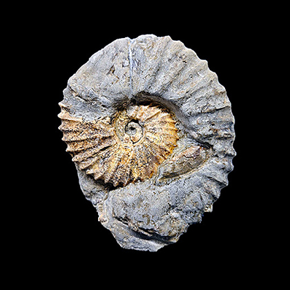 MYLIOBTIS SP. �����. ����, ������, ��. ���������