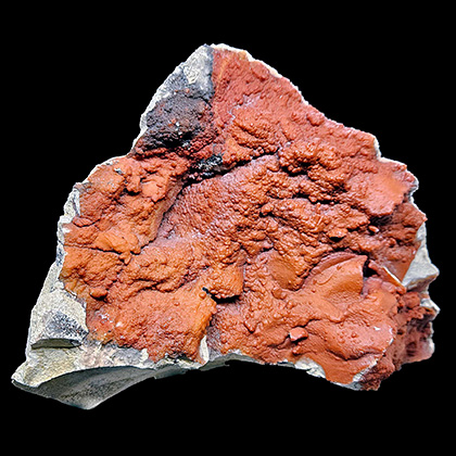 MYLIOBTIS SP. �����. ����, ������, ��. ���������