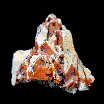 MYLIOBTIS SP. �����. ����, ������, ��. ���������
