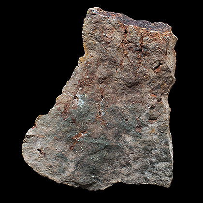 MYLIOBTIS SP. �����. ����, ������, ��. ���������