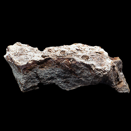 MYLIOBTIS SP. �����. ����, ������, ��. ���������