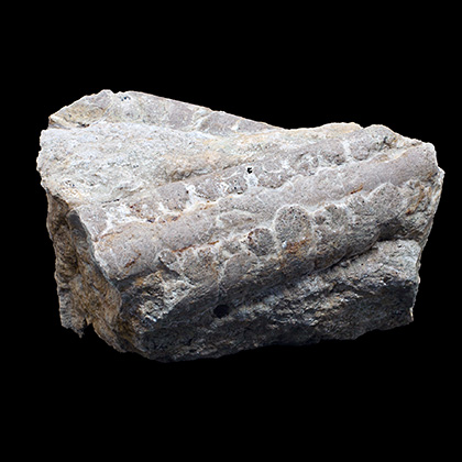 NUMMULITES sp. �����. ����, ������, ��. ���������