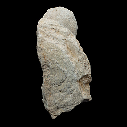 MYLIOBTIS SP. �����. ����, ������, ��. ���������