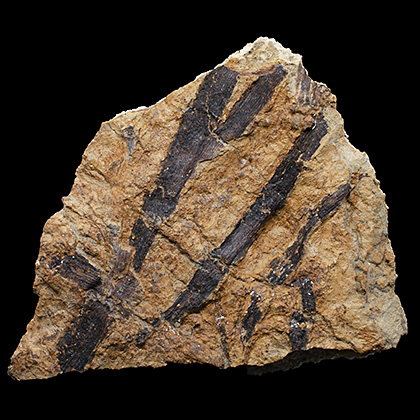 MYLIOBTIS SP. �����. ����, ������, ��. ���������