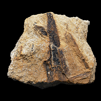 MYLIOBTIS SP. �����. ����, ������, ��. ���������